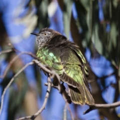 Chrysococcyx lucidus at Michelago, NSW - 2 Oct 2012 08:57 AM