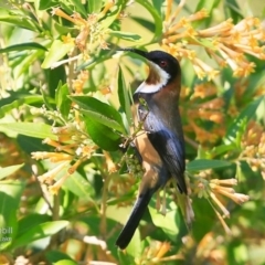 Acanthorhynchus tenuirostris (Eastern Spinebill) at Wairo Beach and Dolphin Point - 25 May 2015 by Charles Dove