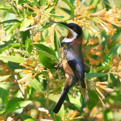 Acanthorhynchus tenuirostris (Eastern Spinebill) at Burrill Lake, NSW - 25 May 2015 by Charles Dove