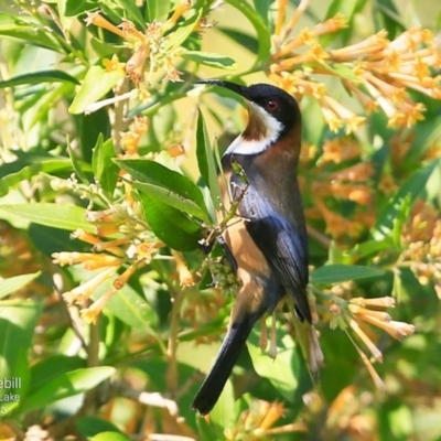 Acanthorhynchus tenuirostris (Eastern Spinebill) at Burrill Lake, NSW - 26 May 2015 by CharlesDove