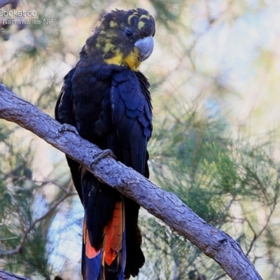 Calyptorhynchus lathami lathami (Glossy Black-Cockatoo) at Narrawallee Creek Nature Reserve - 28 May 2015 by Charles Dove