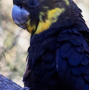 Calyptorhynchus lathami lathami at Narrawallee Creek Nature Reserve - suppressed