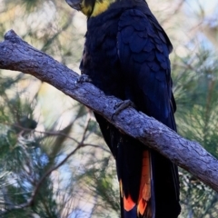 Calyptorhynchus lathami lathami at Narrawallee Creek Nature Reserve - suppressed