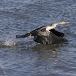 Anhinga novaehollandiae at Belconnen, ACT - 4 Jul 2018