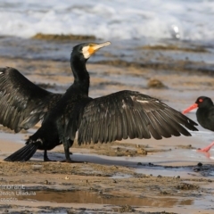 Phalacrocorax carbo (Great Cormorant) at South Pacific Heathland Reserve - 25 May 2015 by Charles Dove