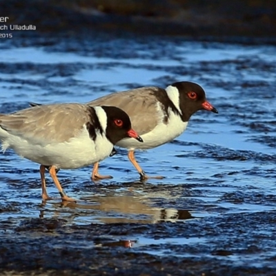 Charadrius rubricollis (Hooded Plover) at South Pacific Heathland Reserve - 25 May 2015 by CharlesDove