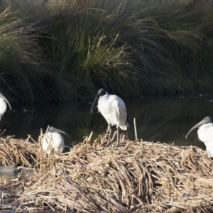 Threskiornis molucca at Belconnen, ACT - 4 Jul 2018