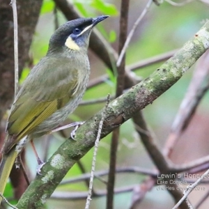 Meliphaga lewinii at Lake Conjola, NSW - 28 May 2015 12:00 AM