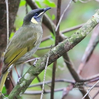 Meliphaga lewinii (Lewin's Honeyeater) at Conjola Bushcare - 27 May 2015 by Charles Dove