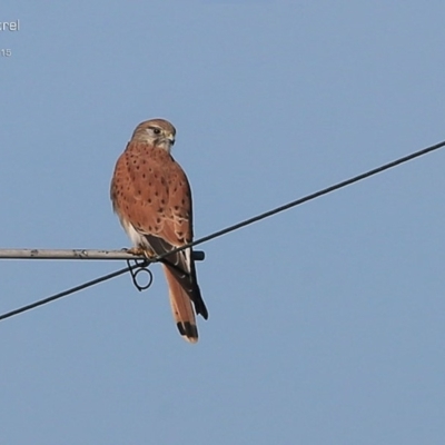 Falco cenchroides (Nankeen Kestrel) at Lake Conjola, NSW - 27 May 2015 by CharlesDove