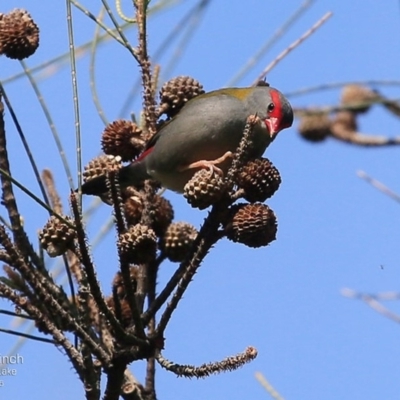 Neochmia temporalis (Red-browed Finch) at Burrill Lake, NSW - 24 May 2015 by Charles Dove