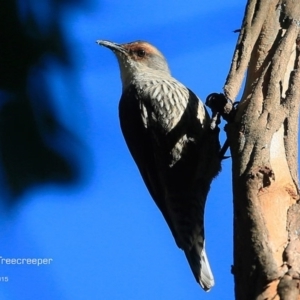 Climacteris erythrops at Lake Conjola, NSW - 28 May 2015