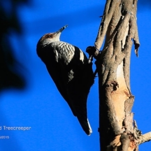 Climacteris erythrops at Lake Conjola, NSW - 28 May 2015 12:00 AM