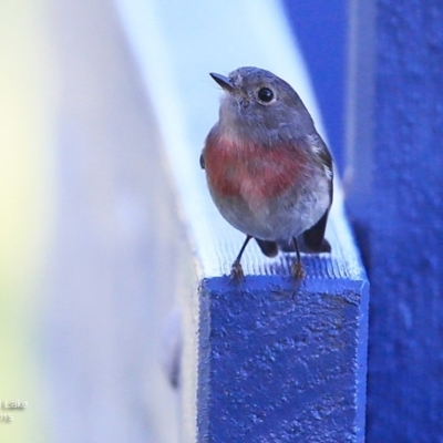 Petroica rosea (Rose Robin) at Burrill Lake, NSW - 25 May 2015 by CharlesDove