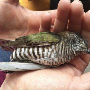 Chrysococcyx lucidus at Michelago, NSW - 19 Sep 2015 12:35 PM