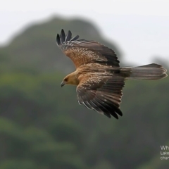 Haliastur sphenurus (Whistling Kite) at Lake Conjola, NSW - 28 May 2015 by Charles Dove