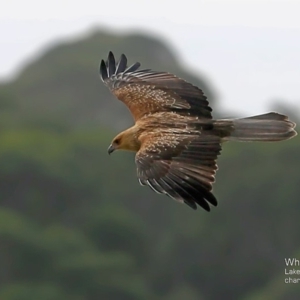 Haliastur sphenurus at Lake Conjola, NSW - 29 May 2015