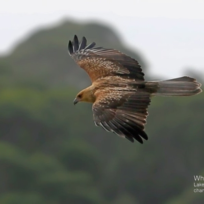 Haliastur sphenurus (Whistling Kite) at Lake Conjola, NSW - 29 May 2015 by CharlesDove