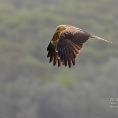 Haliastur sphenurus at Lake Conjola, NSW - 29 May 2015