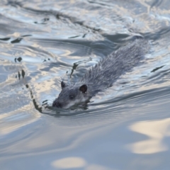 Hydromys chrysogaster (Rakali or Water Rat) at Belconnen, ACT - 2 Jul 2018 by Alison Milton