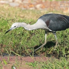 Ardea pacifica (White-necked Heron) at Croobyar, NSW - 25 May 2015 by Charles Dove
