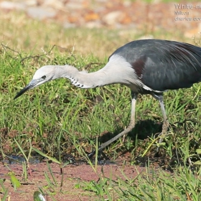 Ardea pacifica (White-necked Heron) at Croobyar, NSW - 25 May 2015 by Charles Dove