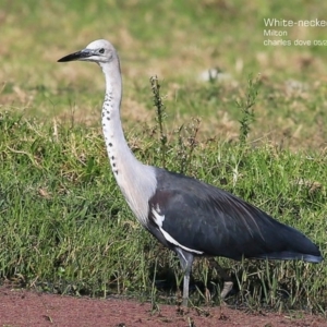 Ardea pacifica at Croobyar, NSW - 26 May 2015 12:00 AM