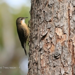 Cormobates leucophaea (White-throated Treecreeper) at Lake Conjola, NSW - 28 May 2015 by Charles Dove