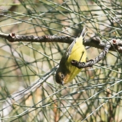 Acanthiza nana (Yellow Thornbill) at Burrill Lake, NSW - 25 May 2015 by CharlesDove