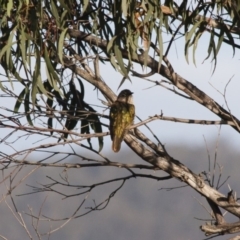 Chrysococcyx lucidus (Shining Bronze-Cuckoo) at Michelago, NSW - 1 May 2012 by Illilanga