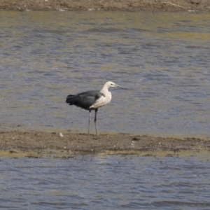 Ardea pacifica at Michelago, NSW - 2 Apr 2018 02:15 PM