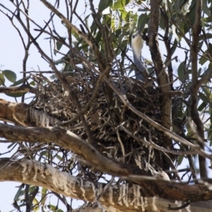 Egretta novaehollandiae at Michelago, NSW - 15 Oct 2017