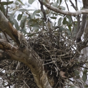 Egretta novaehollandiae at Michelago, NSW - 11 Nov 2017