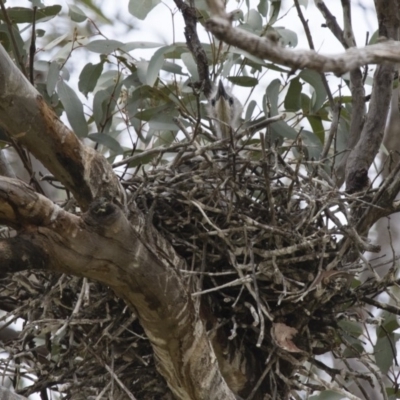 Egretta novaehollandiae (White-faced Heron) at Illilanga & Baroona - 11 Nov 2017 by Illilanga