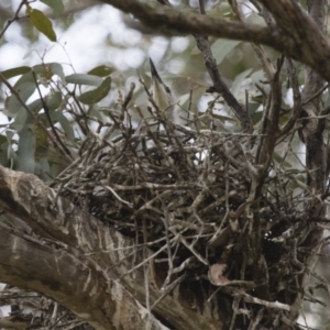 Egretta novaehollandiae at Michelago, NSW - 11 Nov 2017
