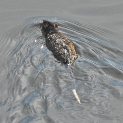 Hydromys chrysogaster (Rakali or Water Rat) at Lower Cotter Catchment - 3 Jul 2018 by JohnBundock