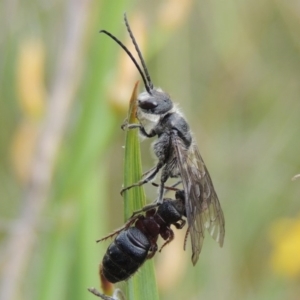 Tiphiidae (family) at Conder, ACT - 30 Oct 2016 10:51 AM