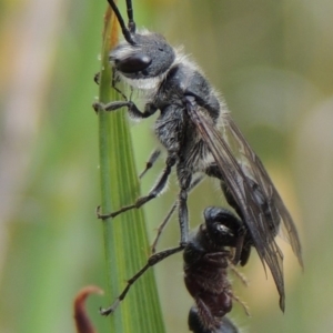 Tiphiidae (family) at Conder, ACT - 30 Oct 2016