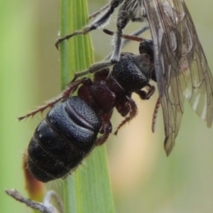 Tiphiidae (family) at Conder, ACT - 30 Oct 2016 10:51 AM