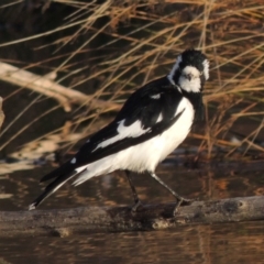 Grallina cyanoleuca (Magpie-lark) at Fyshwick, ACT - 20 Jun 2018 by michaelb