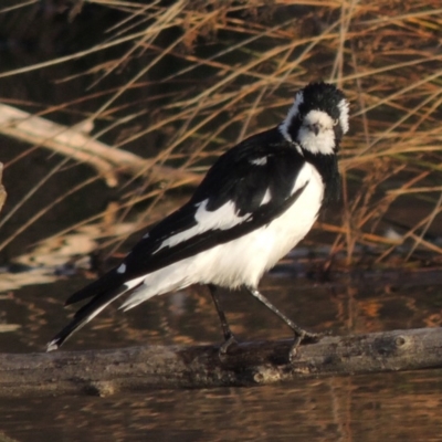 Grallina cyanoleuca (Magpie-lark) at Fyshwick, ACT - 20 Jun 2018 by MichaelBedingfield