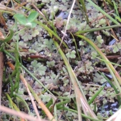 Azolla filiculoides (Water Fern) at Fyshwick, ACT - 20 Jun 2018 by michaelb