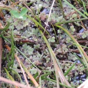 Azolla rubra at Fyshwick, ACT - 20 Jun 2018