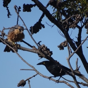 Falco longipennis at Garran, ACT - 4 Jul 2018 11:55 AM