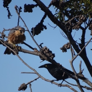 Falco longipennis at Garran, ACT - 4 Jul 2018