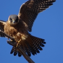 Falco longipennis at Garran, ACT - 4 Jul 2018