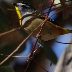 Pardalotus punctatus (Spotted Pardalote) at Red Hill, ACT - 4 Jul 2018 by roymcd