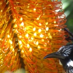 Phylidonyris novaehollandiae (New Holland Honeyeater) at Acton, ACT - 3 Jul 2018 by roymcd