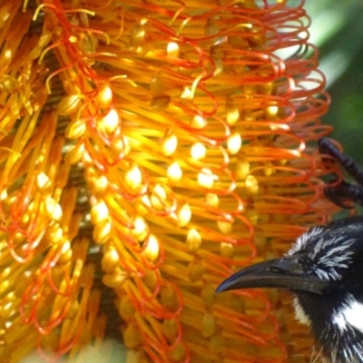 Phylidonyris novaehollandiae (New Holland Honeyeater) at Acton, ACT - 3 Jul 2018 by roymcd