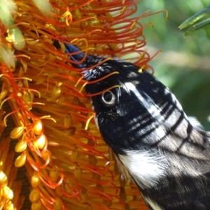 Phylidonyris novaehollandiae at Acton, ACT - 3 Jul 2018